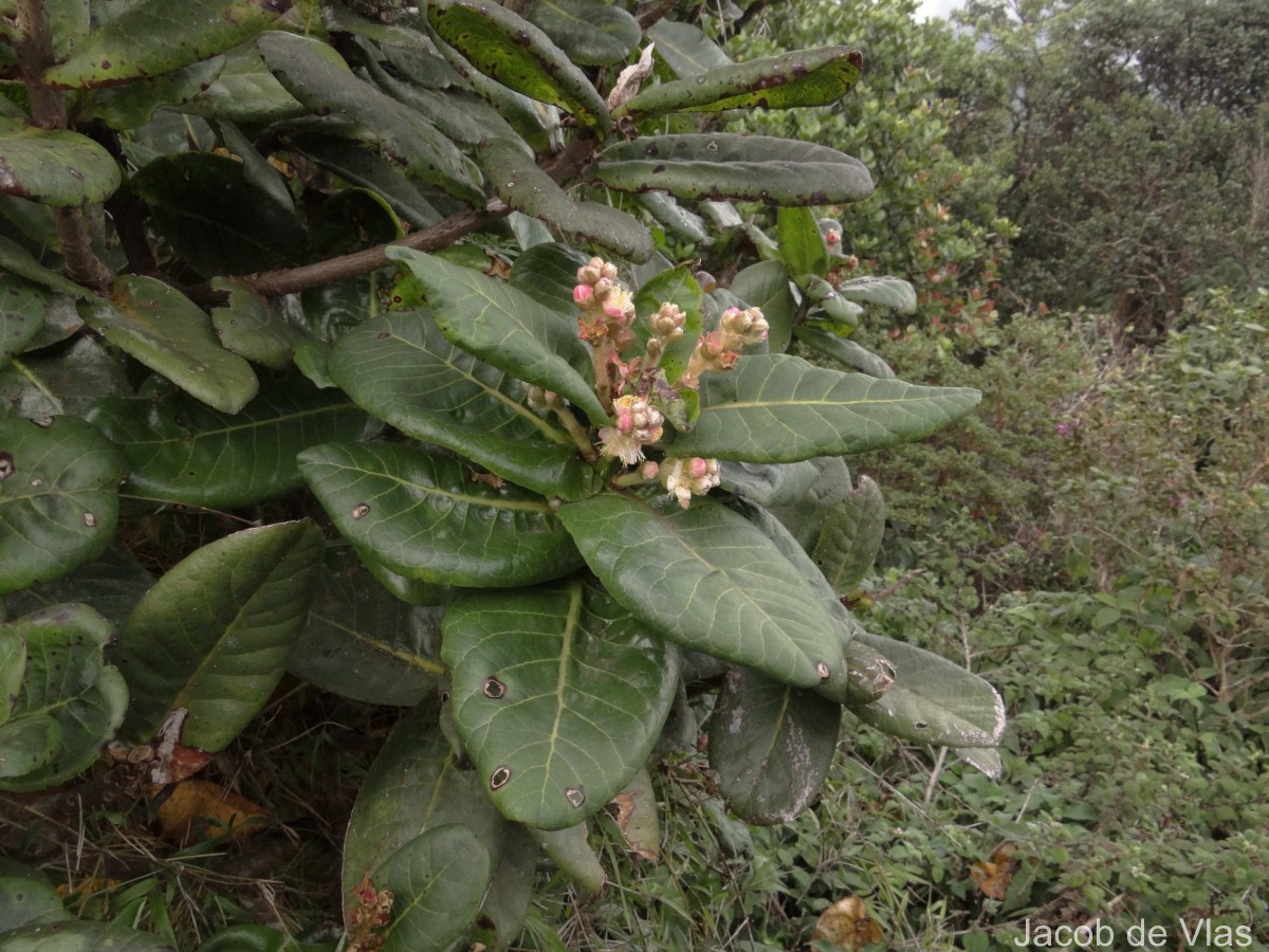 Symplocos cordifolia Thwaites